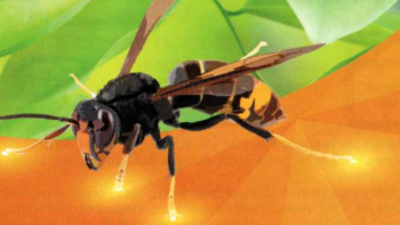 LUTTE CONTRE LE FRELON ASIATIQUE